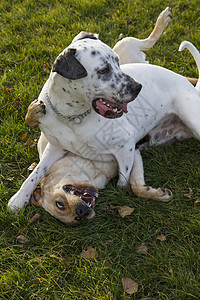 两只狗在公园 拉布拉多和达马提安玩斑点动物食肉伴侣男性小狗朋友舌头哺乳动物犬类图片