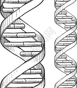 无缝DNA双螺旋草图图片