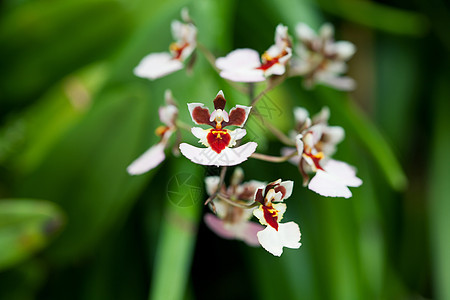 兰花特写绿色植物学花束礼物植物白色花瓣紫色热带展示图片