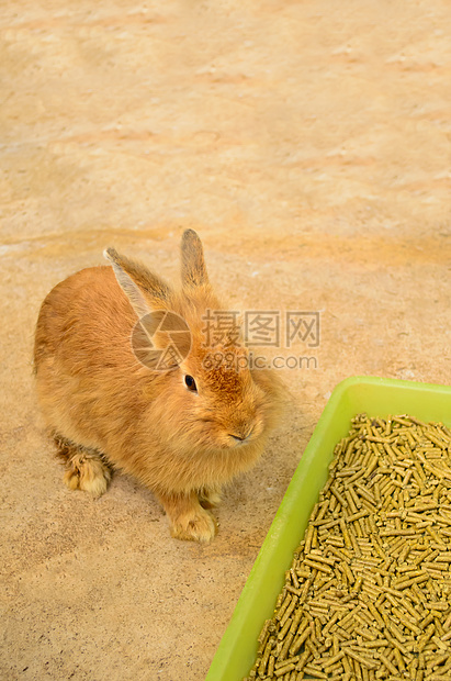 坐在食物托盘附近的小兔子图片