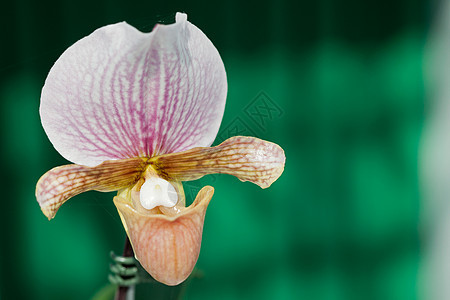 兰花特写绿色花瓣植物学植物花束女王热带展示礼物图片