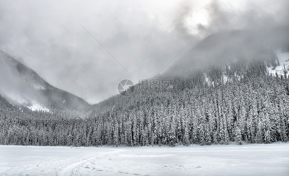 覆被的雪覆盖山区树图片