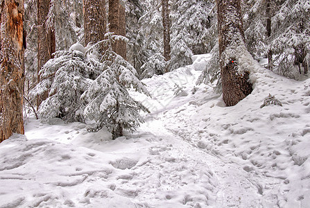 穿过树丛的雪鞋轨图片