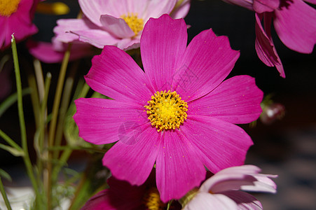 粉红色花朵粉色动物群植物群植物图片