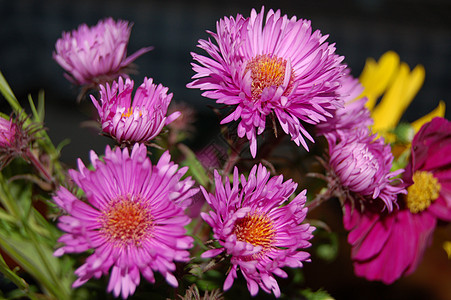 鲜花动物群植物群植物粉色图片
