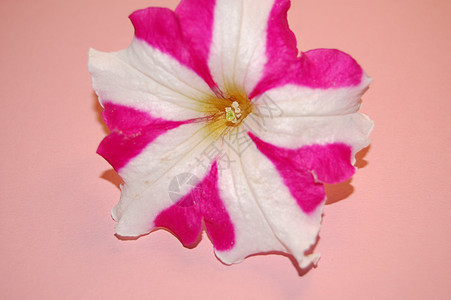 粉红色的花朵粉色残像风格装饰背景图片
