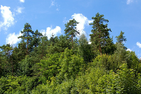 树木树木头国家森林天空风景背景图片