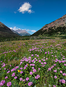 紫山花图片