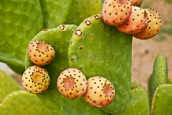 仙地图片人掌掌属仙人掌多肉植物花园仙人图片