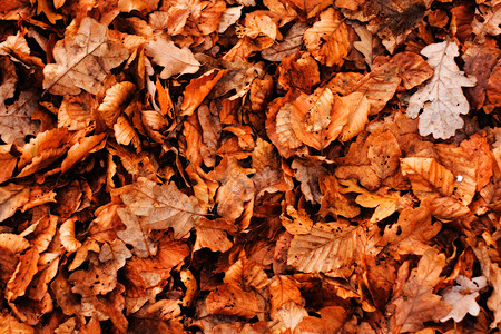 秋叶背景橙子棕色背景图片