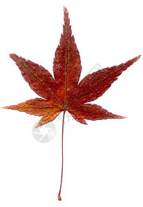 日文麻叶高分辨率红色叶子棕色橙子白色扫描背景图片