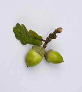 橡树上的橡子白色叶子宏观绿色橡木种子枝条植物坚果树叶图片