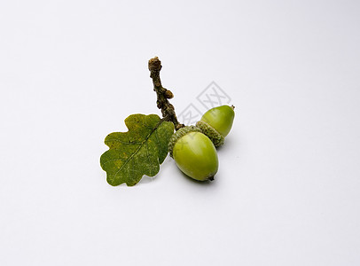橡树上的橡子橡木坚果绿色种子叶子白色力量枝条宏观树叶图片