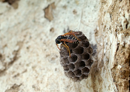 黄蜂蜂窝灰色黏土昆虫高清图片