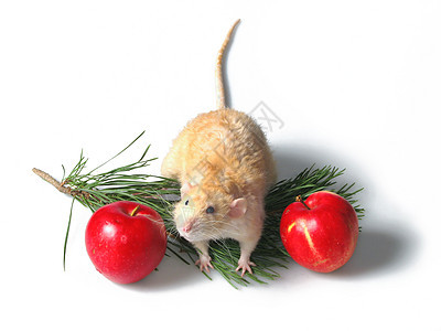 两只老鼠 关于新年树4的树枝图片