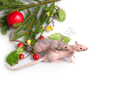 两只老鼠 关于新年树2的树枝图片