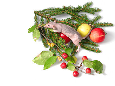 老鼠在新年树枝上图片