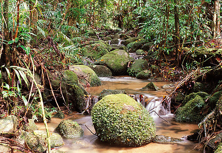 森林中的水石头植物溪流森林岩石荒野图片