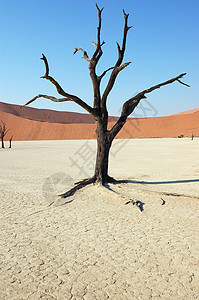 沙漠中的树木  Dedevlei旅游艺术沙丘游客曲线荒野阴影橙子风景丘陵图片