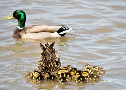 马拉德鸭子小鸭子野生动物观鸟鸟类婴儿新生水禽池塘图片