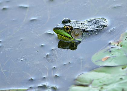 土石蛙牛蛙青蛙两栖动物池塘野生动物图片