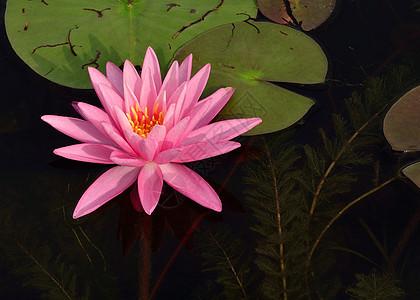 粉红水植物学粉红色池塘植物群荷花睡莲植物水生植物图片