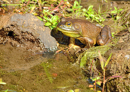 土石蛙牛蛙生物沼泽自然野生动物池塘两栖动物图片