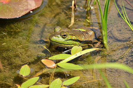 土石蛙两栖野生动物动物池塘沼泽生物自然牛蛙图片