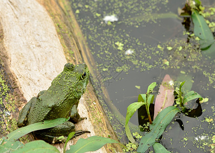 土石蛙野生动物自然沼泽池塘两栖生物动物牛蛙图片