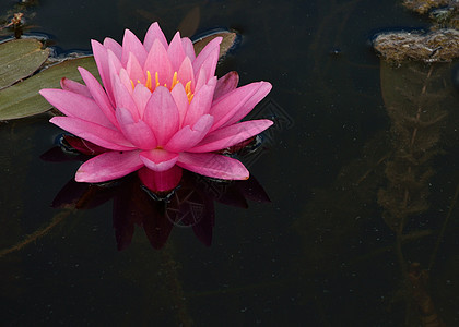 粉红水植物荷花植物群水生植物池塘粉红色睡莲植物学图片