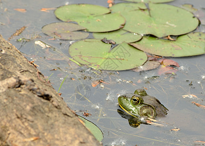土石蛙沼泽自然动物野生动物牛蛙两栖池塘生物图片