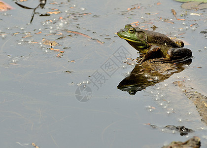 土石蛙牛蛙自然生物池塘沼泽两栖野生动物动物图片