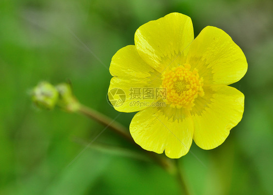 黄花花植物野花宏观杂草花朵黄色毛茛植物群草地图片