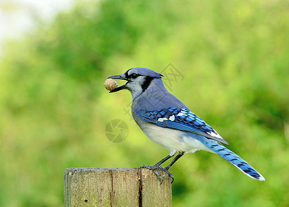 蓝杰荒野鸟类自然观鸟鸣禽野生动物动物图片