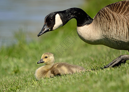 加拿大 戈斯林婴儿沼泽小鸭子小鹅新生野生动物鸟类池塘水鸟图片
