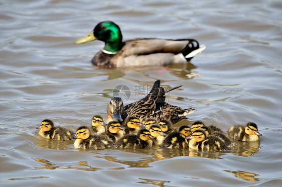 马拉德鸭子观鸟婴儿小鸭子新生水禽鸟类野生动物池塘图片