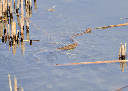 北部水蛇野生动物池塘沼泽蜥蜴动物图片