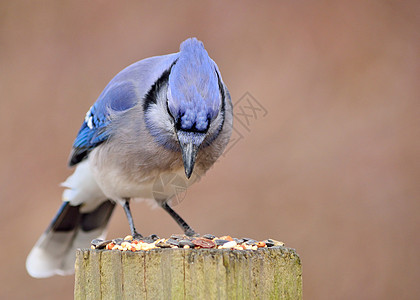 蓝鸟鸟类野生动物邮政图片