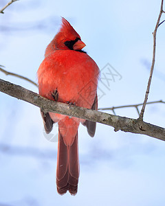 红衣主教男性野生动物红色观鸟树木图片