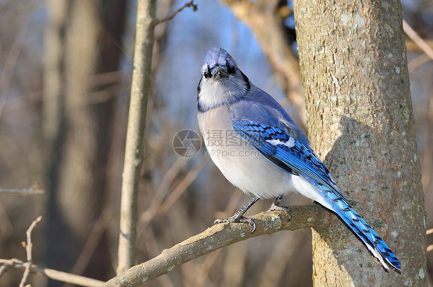 蓝鸟鸟类野生动物图片