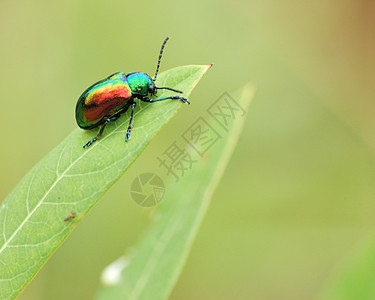 甲虫昆虫宏观野生动物动物群害虫漏洞动物图片