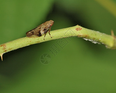 叶宏观害虫漏洞昆虫野生动物叶子植物绿色图片