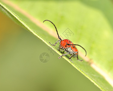 红乳色甲虫昆虫宏观害虫漏洞动物群动物野生动物图片