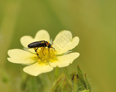 甲虫漏洞野生动物宏观动物群动物害虫昆虫图片
