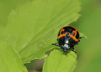 立体虫害虫宏观瓢虫叶子绿色昆虫野生动物甲虫图片