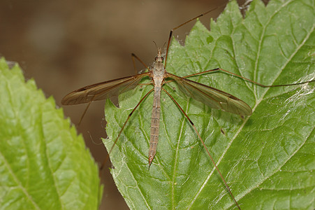 Crane Fly 起飛野生动物宏观害虫昆虫植物叶子漏洞图片