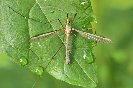 Crane Fly 起飛宏观害虫漏洞昆虫叶子植物野生动物图片