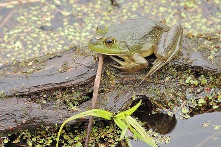土石蛙沼泽两栖动物青蛙野生动物动物群图片