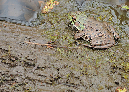 土石蛙野生动物动物群动物青蛙沼泽两栖图片