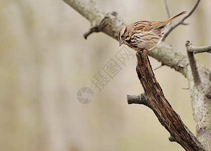 麻雀动物野生动物树木鸟类图片